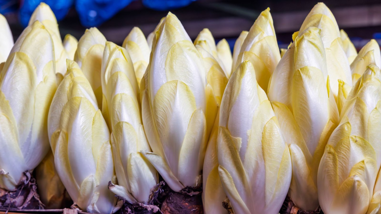 Global Chicory Market Analysis: Demand, Applications & Outlook